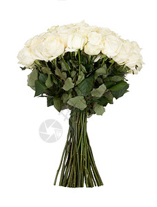 白玫瑰的一连串白色玫瑰孤图片