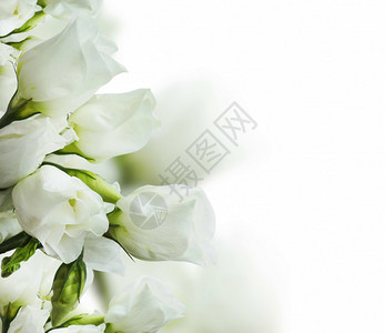 美丽精致的白玫瑰花束图片