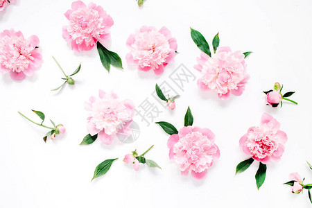 白色背景上粉红色牡丹花枝叶和花瓣的花朵图案图片