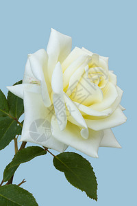 美丽的花朵白玫瑰图片