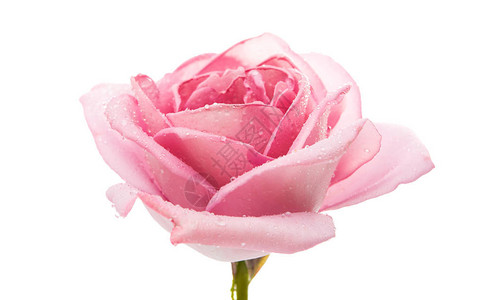 粉红玫瑰在白图片