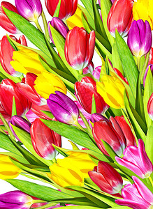 花郁金香花卉背景图片