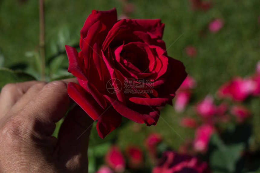 美丽的七彩玫瑰在手图片