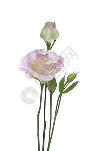 白色背景上的粉红色洋桔梗或洋桔梗花背景图片