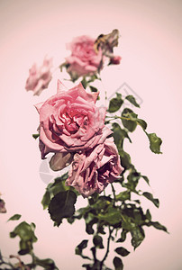 粉红色背景上的粉红色玫瑰和绿叶背景图片
