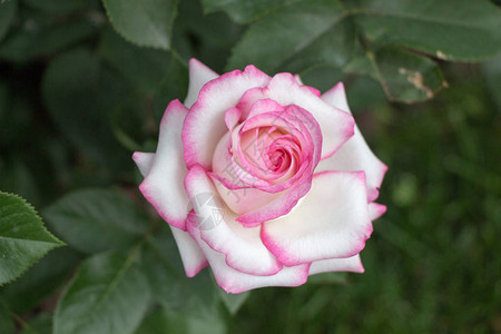 花园背景上美丽多彩的玫瑰花背景图片