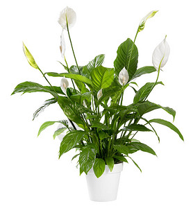 盆栽的白莲花植物背景图片