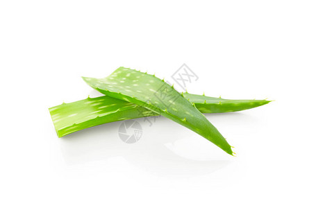 Aloevera叶子白底带图片