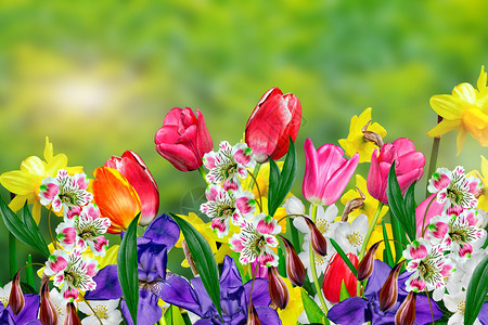 春天的花朵水仙花和郁金香图片