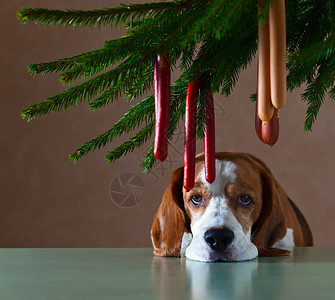 圣诞夜悲伤的孤独狗图片