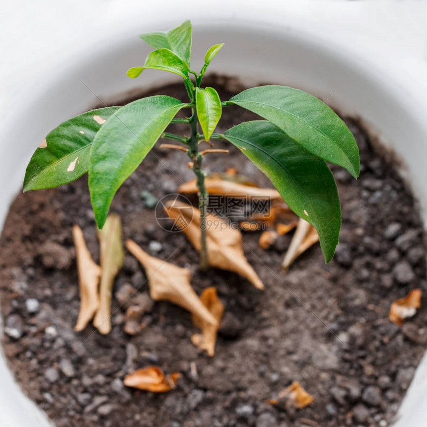 枯萎的家庭种植图片