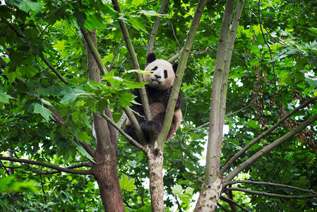 成都Chengdu一图片