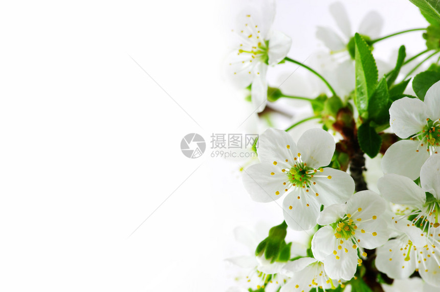 与樱桃花在白色背景的树枝图片