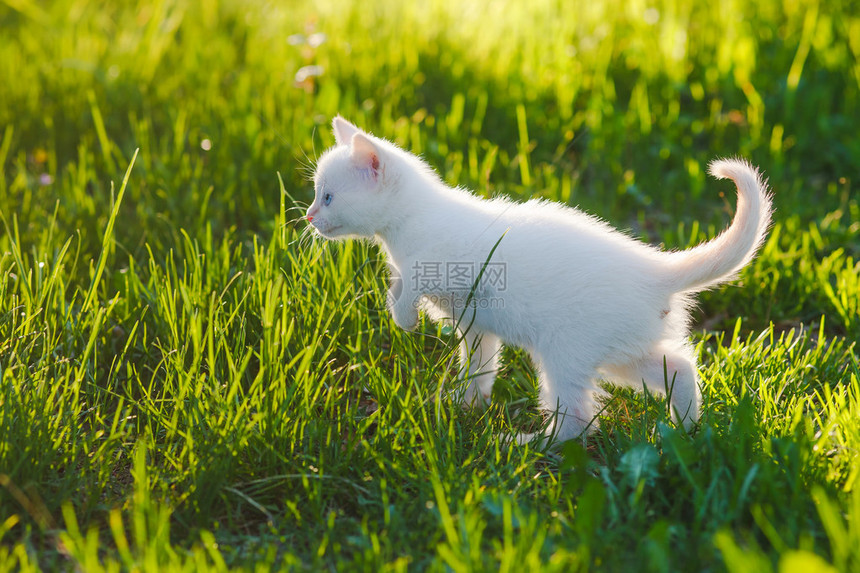 蓝眼睛的可爱小猫白绿草宠物图片
