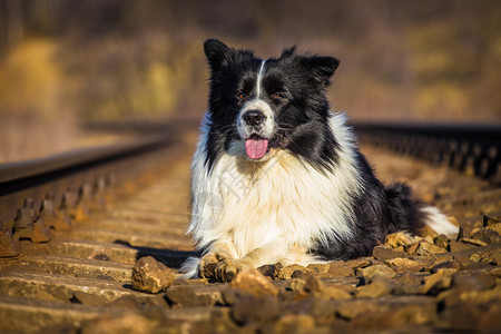 躺在铁路上的边境牧羊犬图片