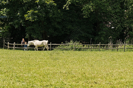 春天在草地上行走的白马背景中的树木图片