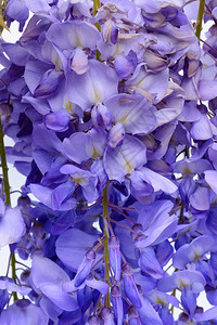 紫藤边框花朵绿叶边框背景