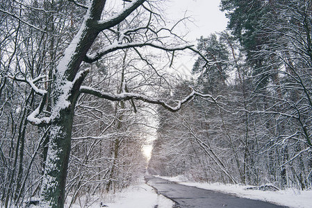 美丽的雪地冬季森林图片