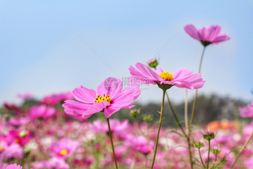 花园里的粉红色波斯菊花图片