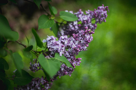 丁香花开一束美丽的丁香特写丁香开花丁香布什绽放图片