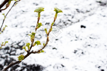 雪下的绿色植物全球变暖图片