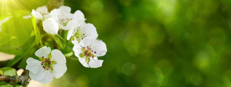春天花园里有梨树花春天图片