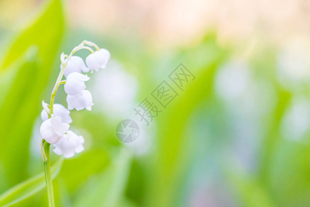 野生白花铃兰微距拍摄图片