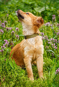 一只快乐的狗走在草地和鲜花中背景图片