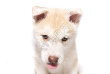 一只舌头长满舌头的哈斯基小狗在白背景上与世隔绝图片