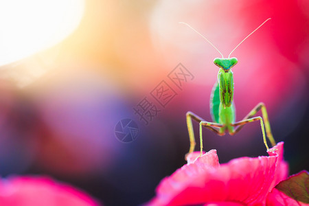 螳螂粉红色花朵上的曼托迪亚宏特写图片