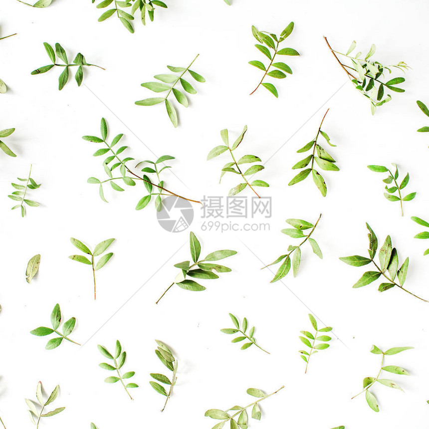 绿色树枝和白色背景的叶子平图片