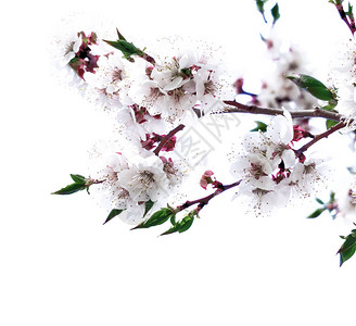 美丽的樱桃树开花孤图片