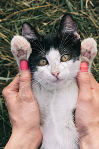 猫肖像顽皮的猫图片