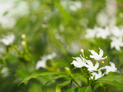 紧贴的茉莉花美丽的白色花背景图片