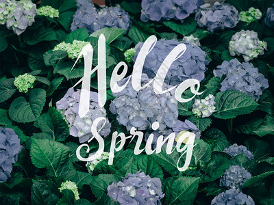你好春诗与Hydrangea花HydrangeaMicrop图片