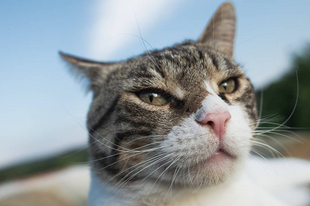 猫肖像极端特写图片