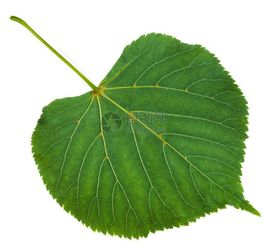 Tiliaplattyphyllos树大叶大叶状石灰绿叶的背图片