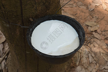 橡胶树的新鲜乳胶牛奶橡胶工图片