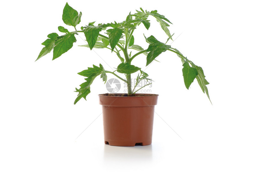 白色背景上孤立的番茄幼苗盆栽植物图片