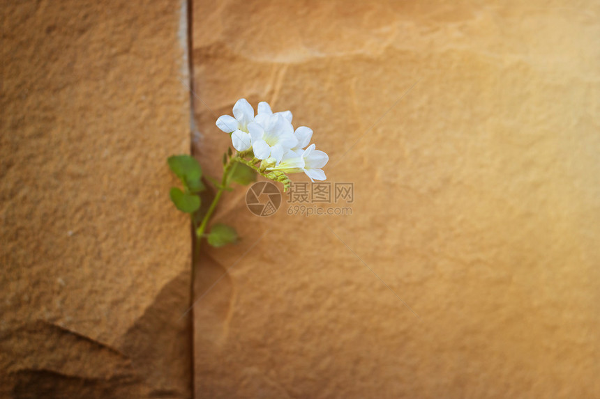 在石墙上生长的白花软焦点温暖的颜色音图片