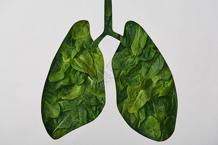 肺模型的顶部视图绿色的叶子被隔离图片