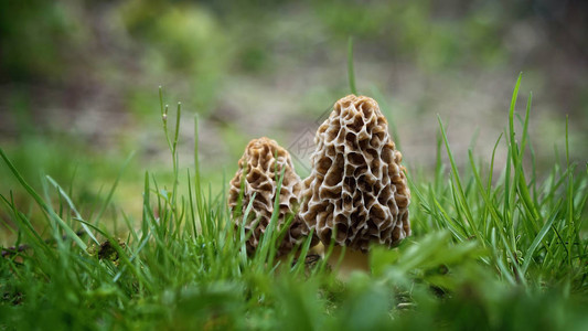 羊肚菌蘑菇在春天出现图片
