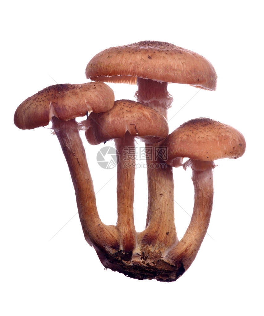 四颗棕色蜂蜜真菌白底图片