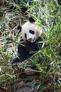 青熊猫图片
