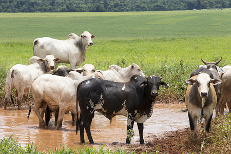 在巴西农场的牧背景图片