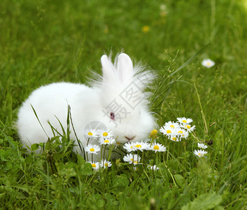 白矮兔宠物图片