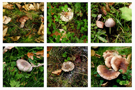 收集各种绿色草地和室内外干叶之间不可食用和有条件可食用的森林蘑菇图片