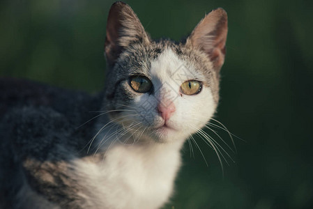 外门猫肖像花园里可图片