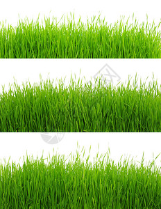 绿草上白色孤立背景图片