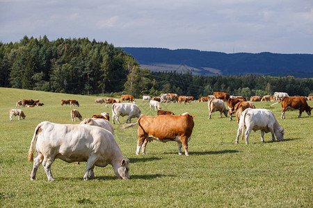 在绿色草地上吃草的牛群和小牛图片